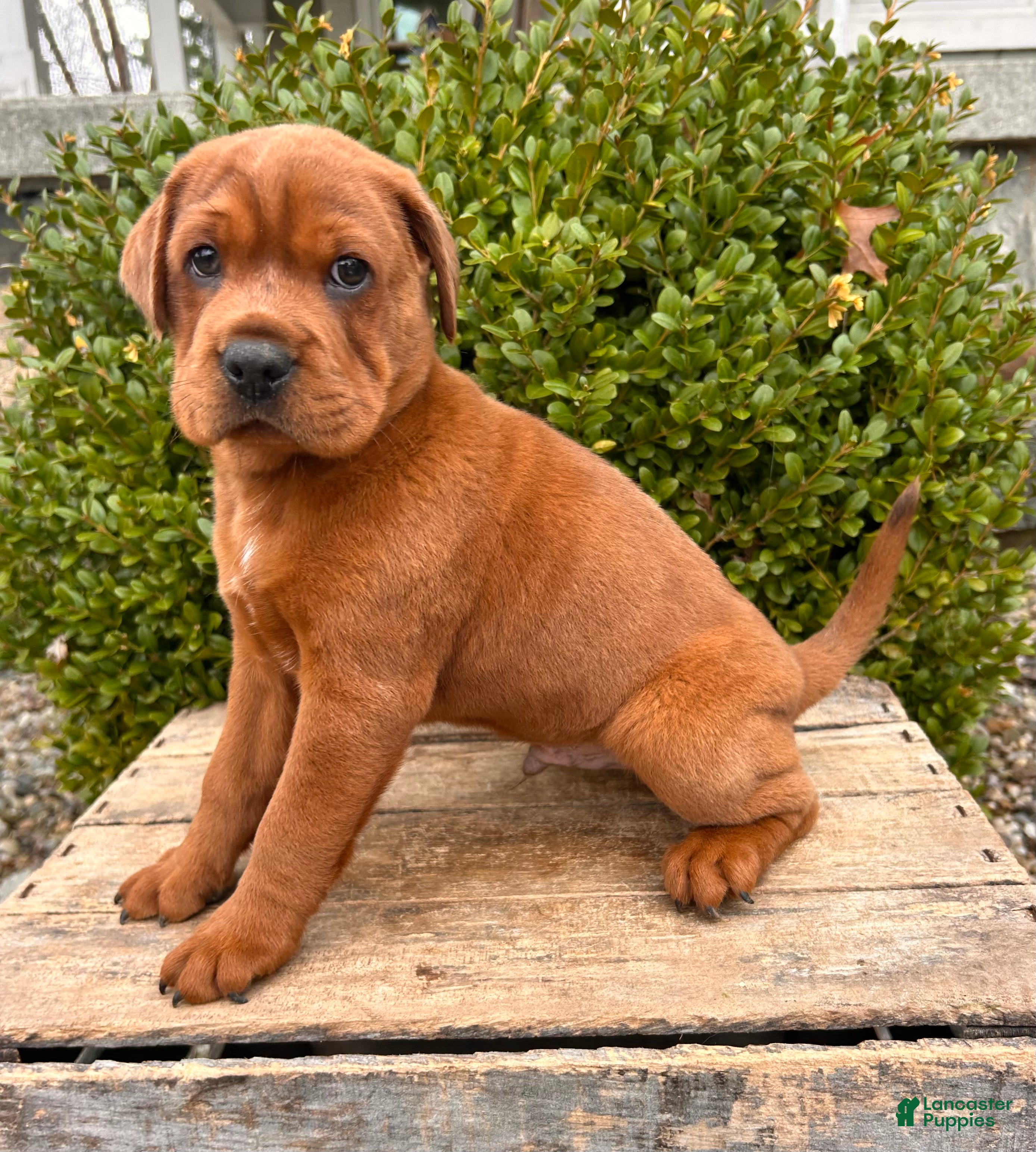 Mini Hippo dogs Hagen - Ad 1