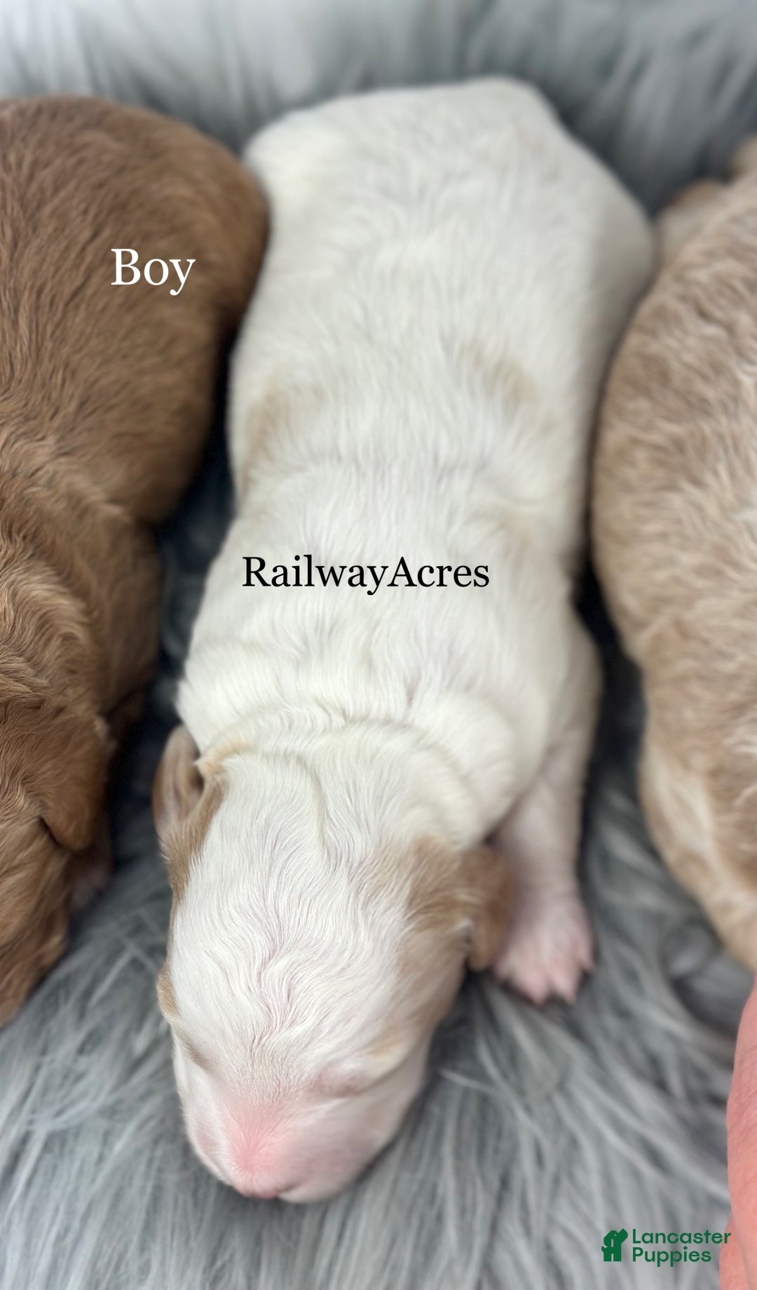 Goldendoodle dogs for sale: F1b Mini Boy 2 - Ad 2