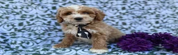 Cockapoo dogs for sale: Finn - Ad 7
