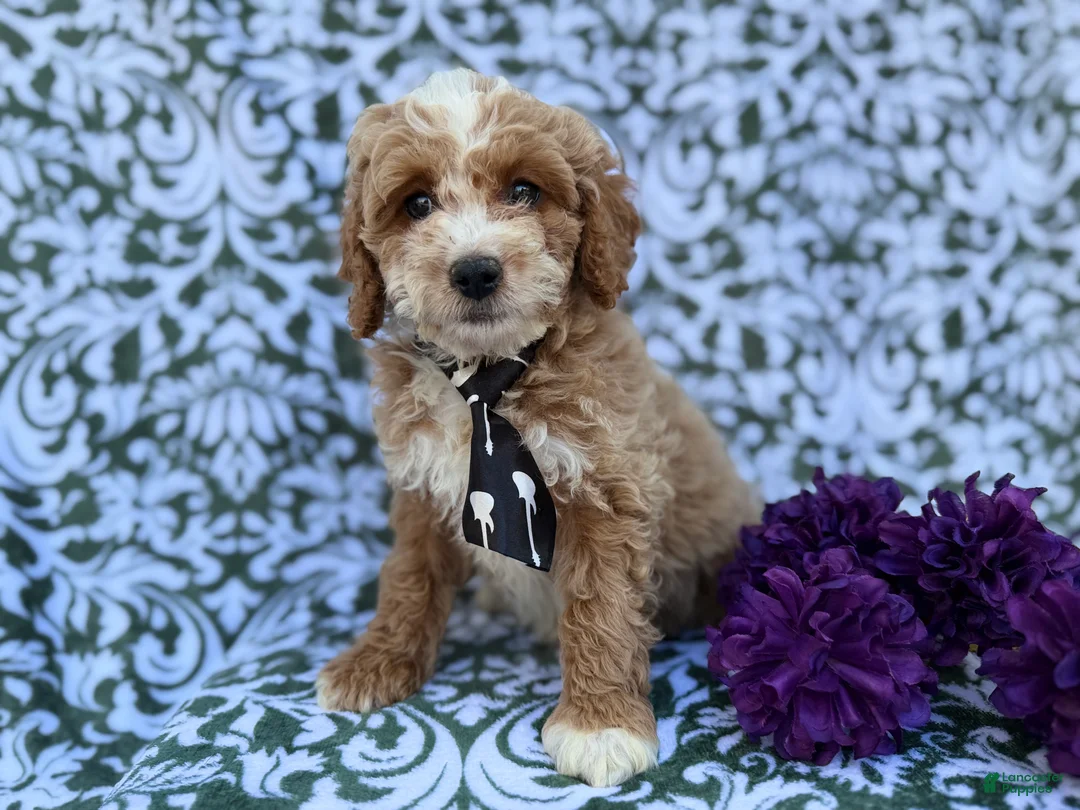 Cockapoo dogs for sale: Finn - Ad 7