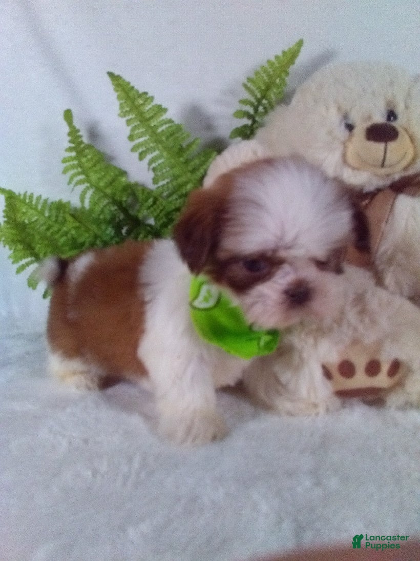 Shih Tzu dogs Benji - Ad 41