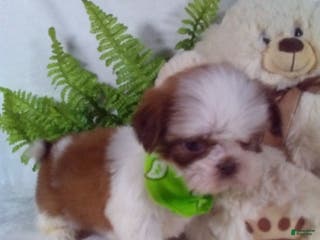 Shih Tzu dogs Benji - Ad 15
