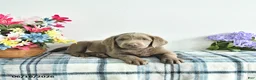 Labrador Retriever dogs for sale: Skye - Ad 3