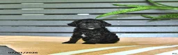 Miniature Poodle dogs for sale: Cynthia - Ad 5