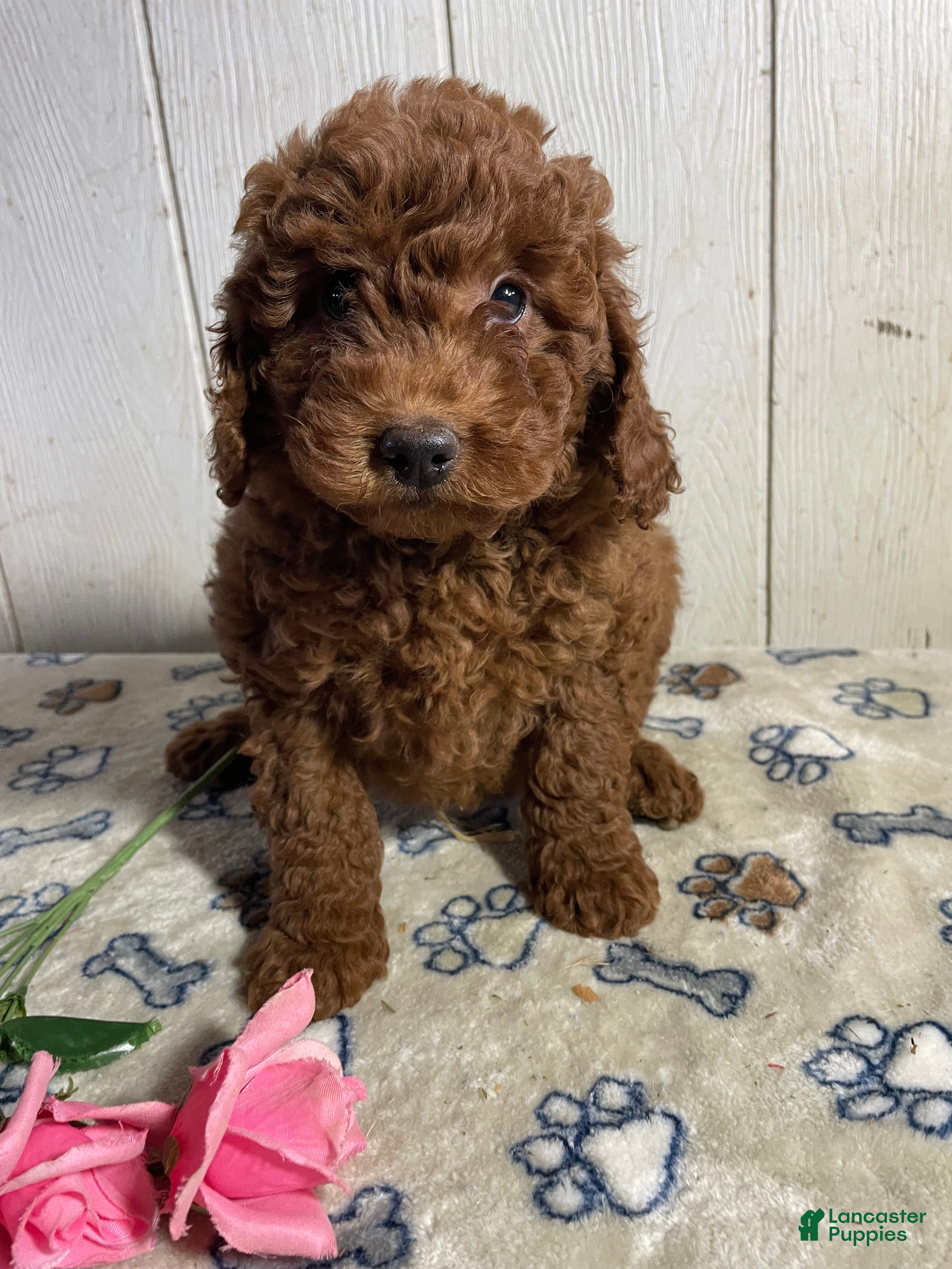 Mini Goldendoodle dogs Mitzy - Ad 34