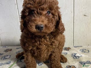 Mini Goldendoodle dogs Mitzy - Ad 34