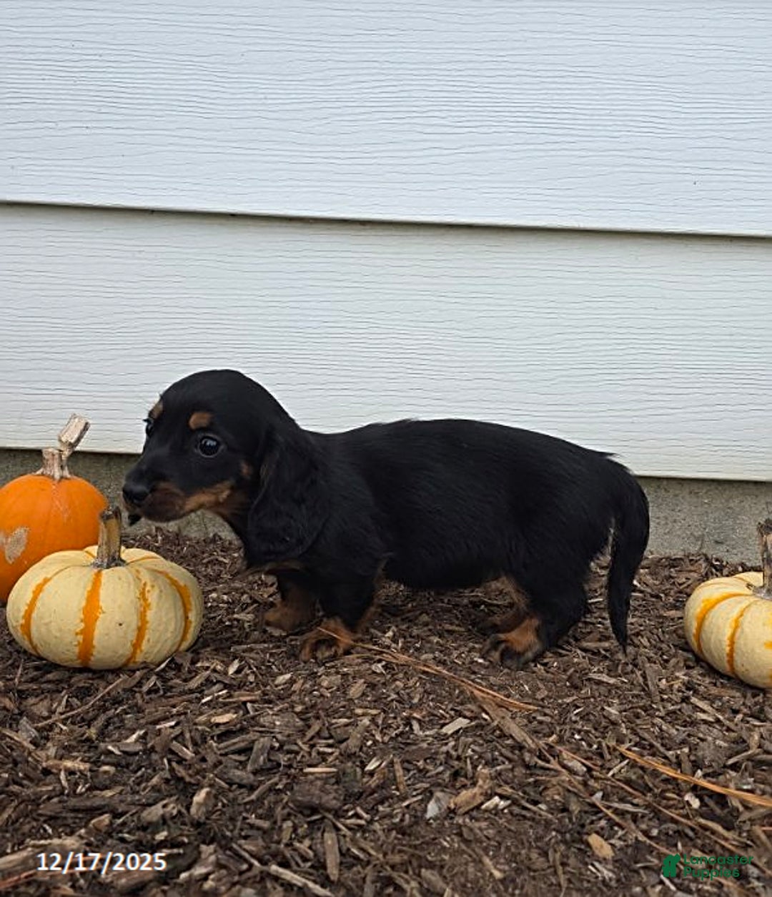 Miniature Dachshund dogs for sale: Stacey - Ad 4