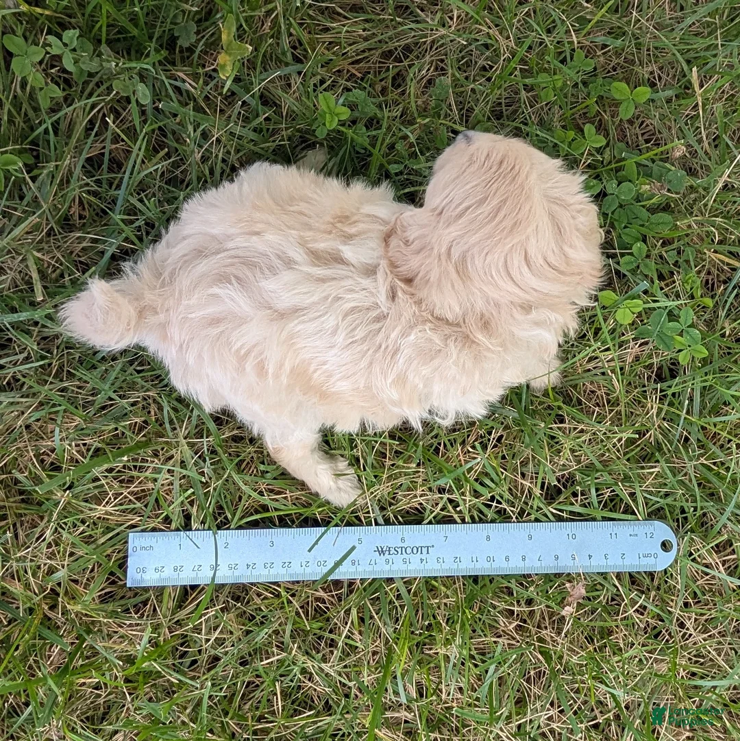 Pomapoo dogs for sale: Sunflower - Ad 7