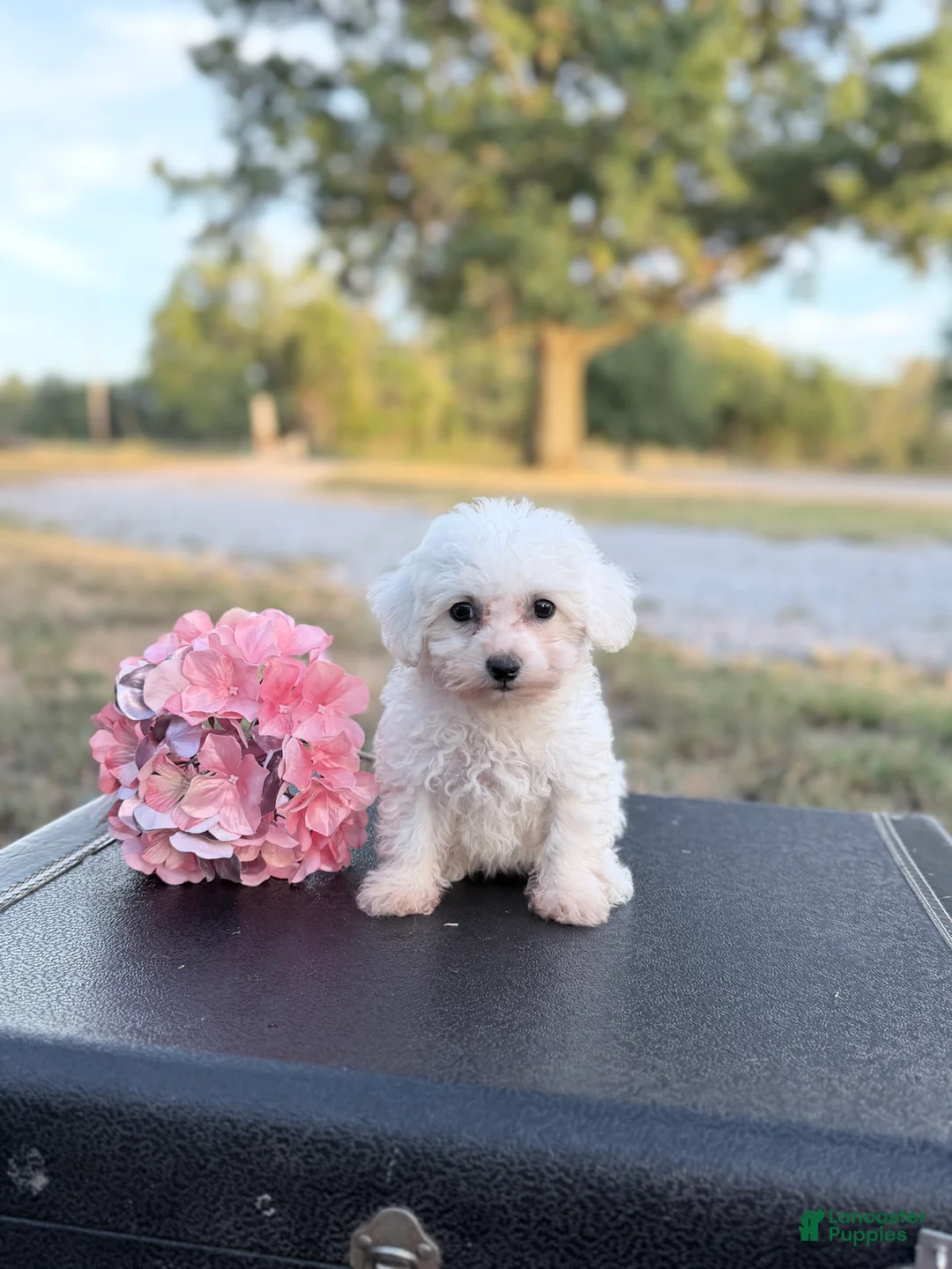 Bichon Frise dogs for sale: Bichon Frise - Meadow - Ad 3