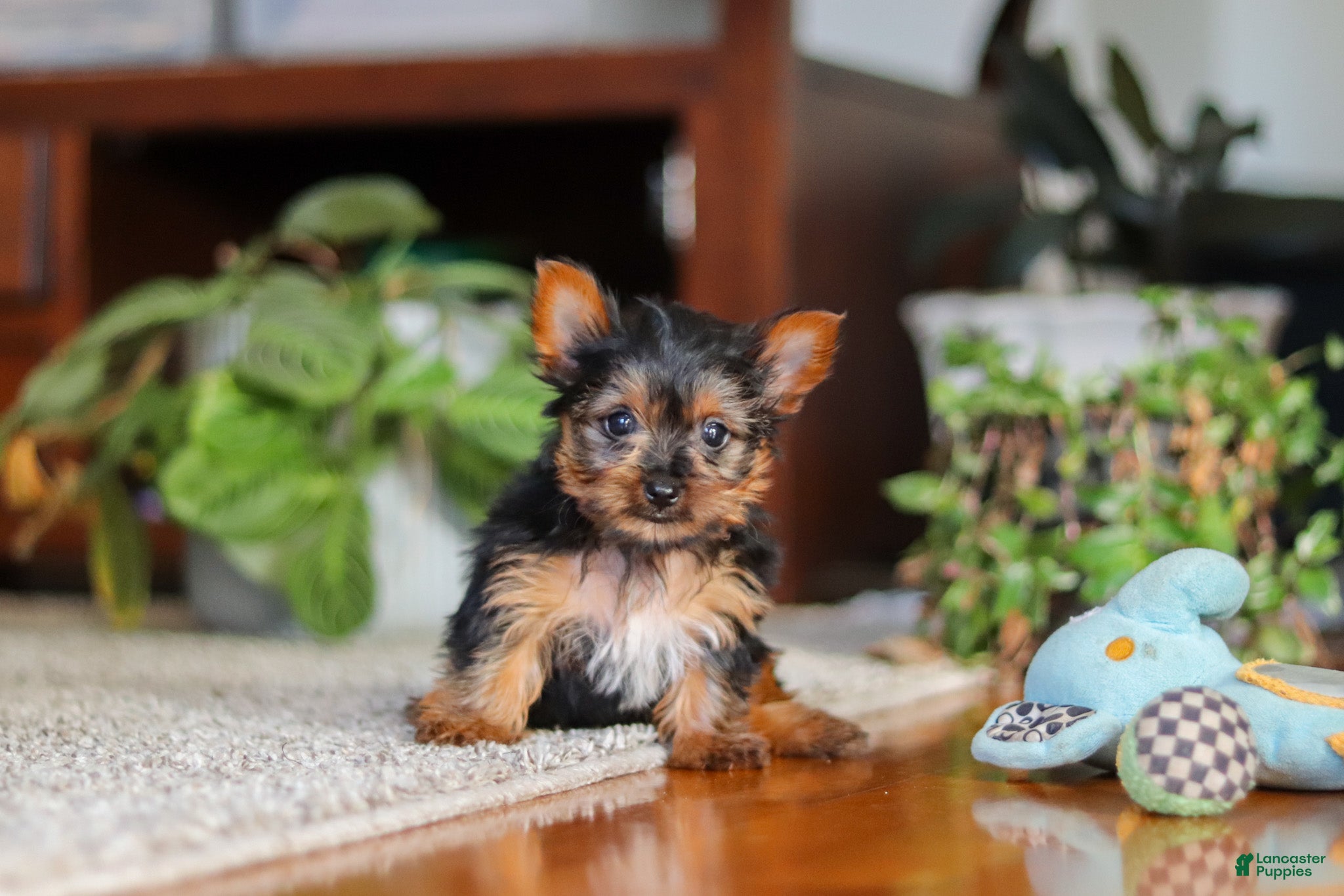 Yorkshire Terrier dogs Ellie - Ad 2