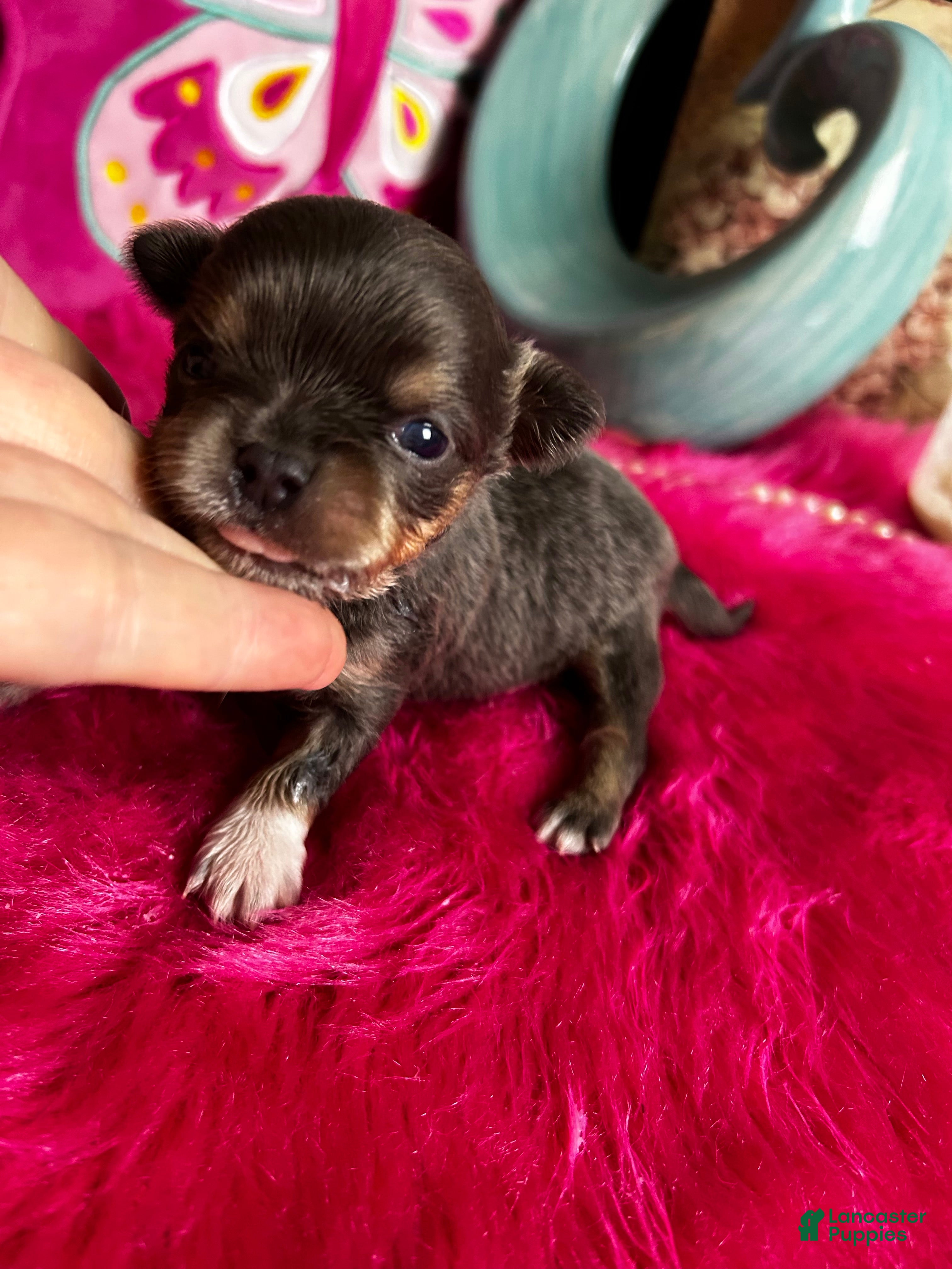 Chihuahua dogs Debs California Chis   - Ad 1