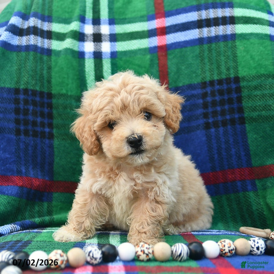 Bichpoo dogs Hero  - Ad 2