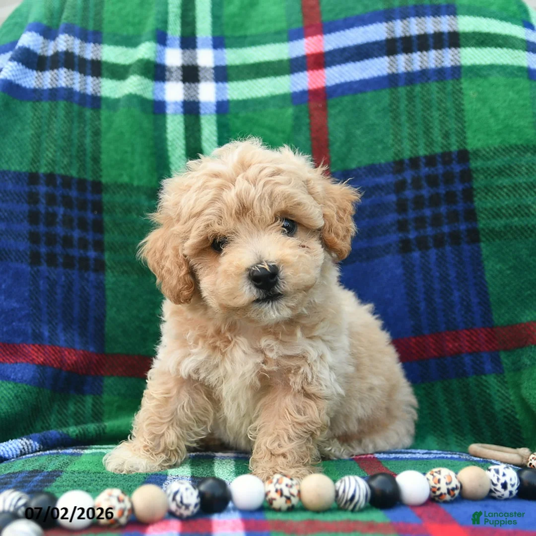 Bichpoo dogs for sale: Hero  - Ad 2