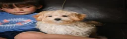 Maltipoo dogs for sale: Jackson - Ad 11