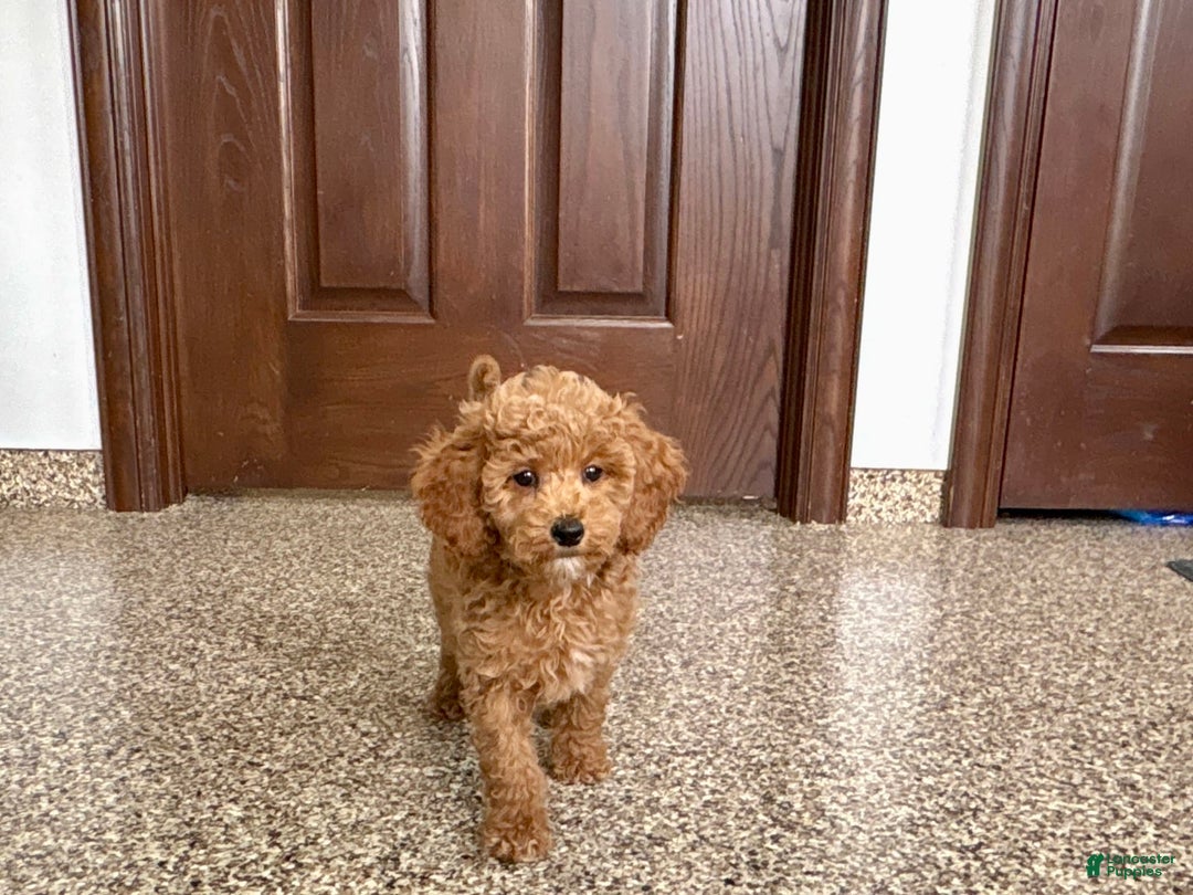Cockapoo dogs for sale: Sara - Ad 3