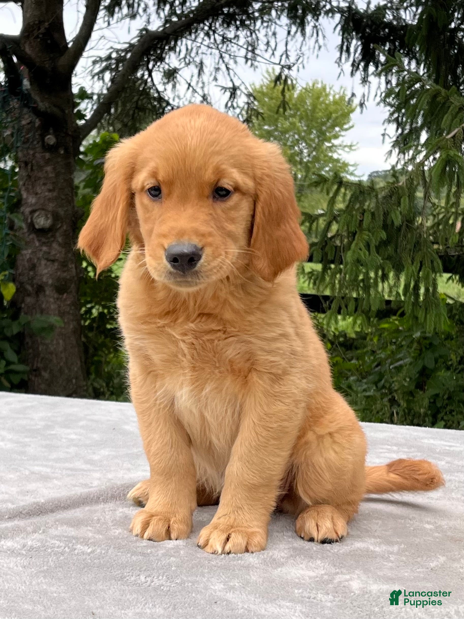 Golden Retriever dogs Indy - Ad 1