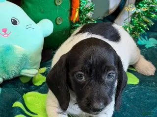 Miniature Dachshund dogs Spots - Ad 16