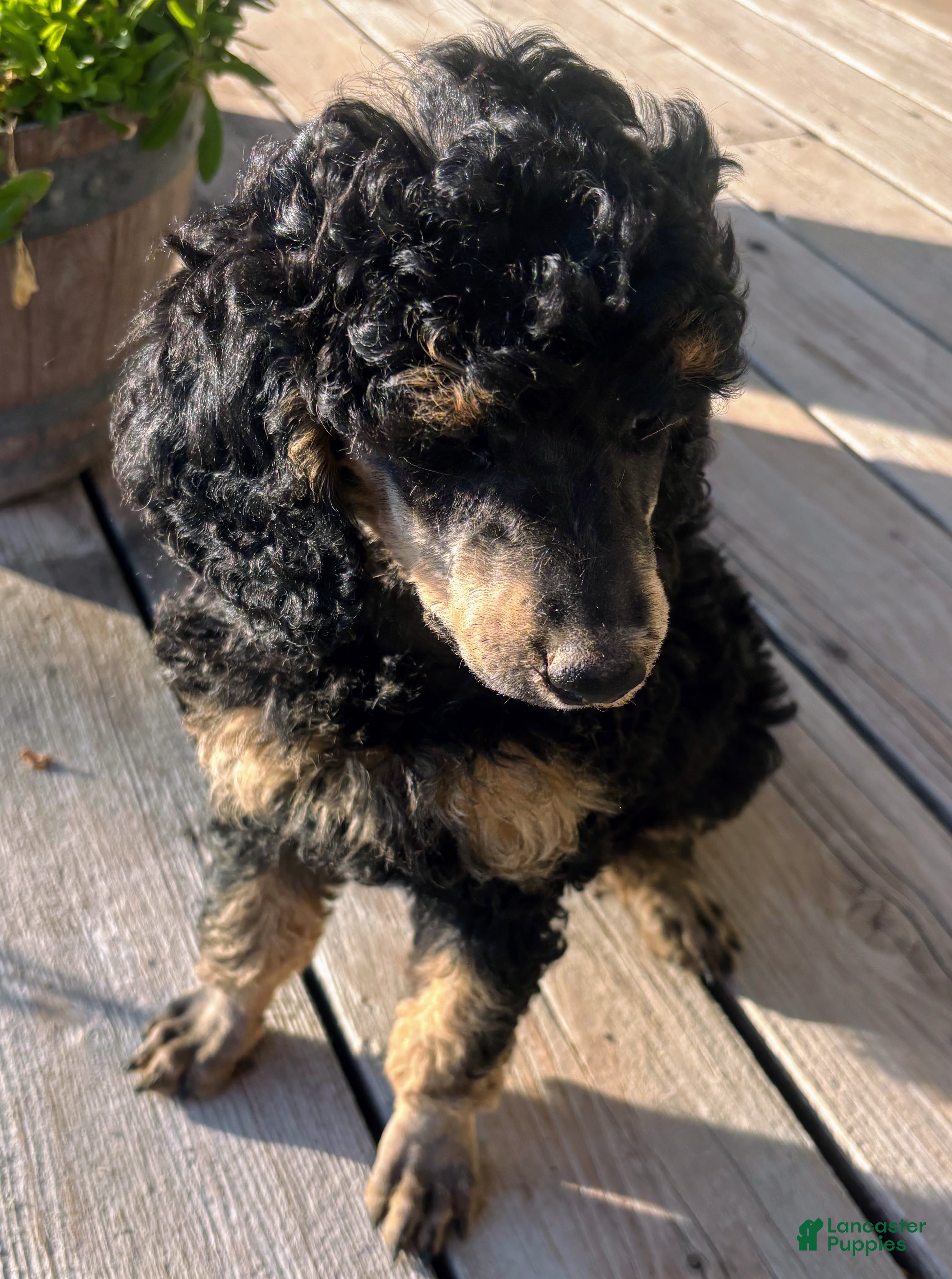 Standard Poodle dogs Standard Poodle 11 Black Phantom - Ad 2