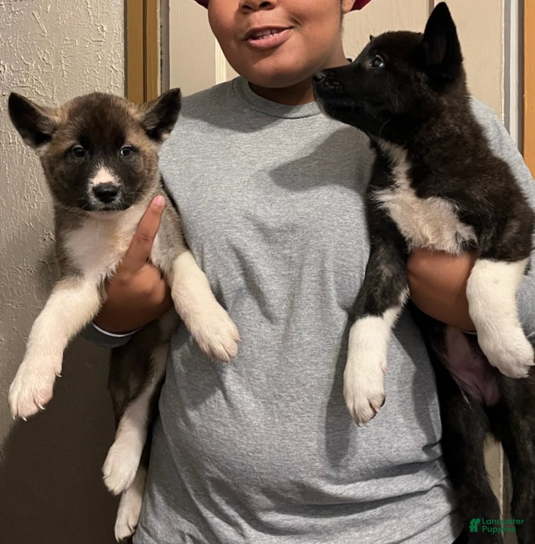 Akita dogs for sale: Akita Puppy 1 - Ad 6