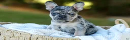 French Bulldog dogs for sale: Cookie - Blue Merle - Ad 7