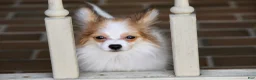 Papillon dogs for sale: Nerf - Ad 10