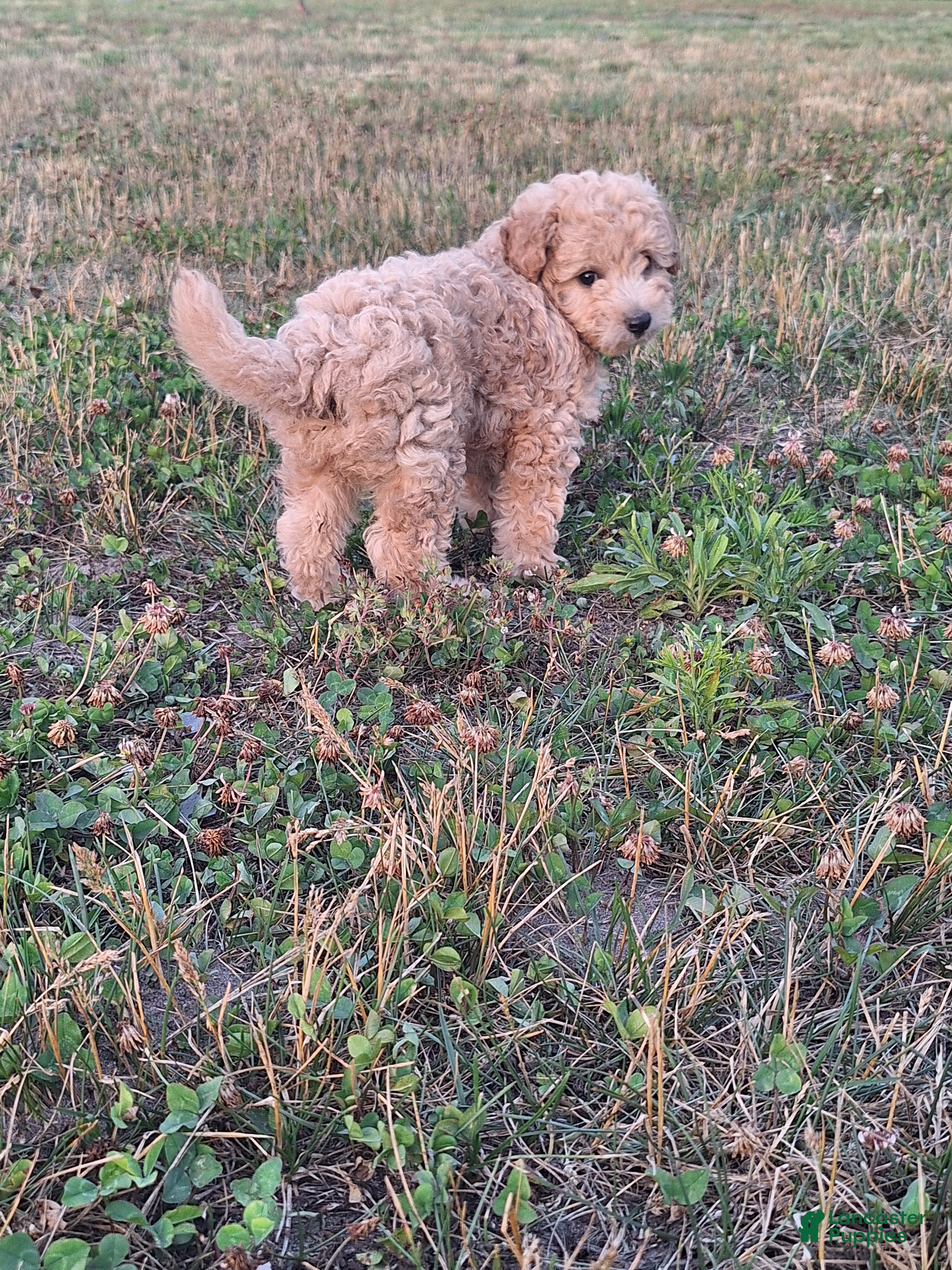 Maltipoo dogs Maltipoo Puppy 1 - Ad 2