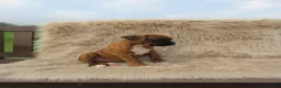 Boxer dogs for sale: Willow - Ad 3