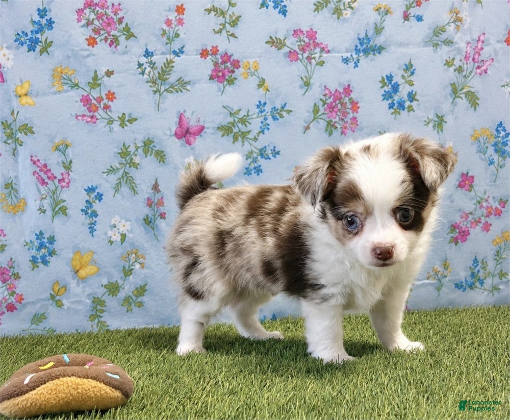 Chihuahua dogs Chihuahua with blue eyes  - Ad 31
