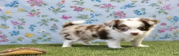 Chihuahua dogs for sale: Chihuahua with blue eyes  - Ad 1