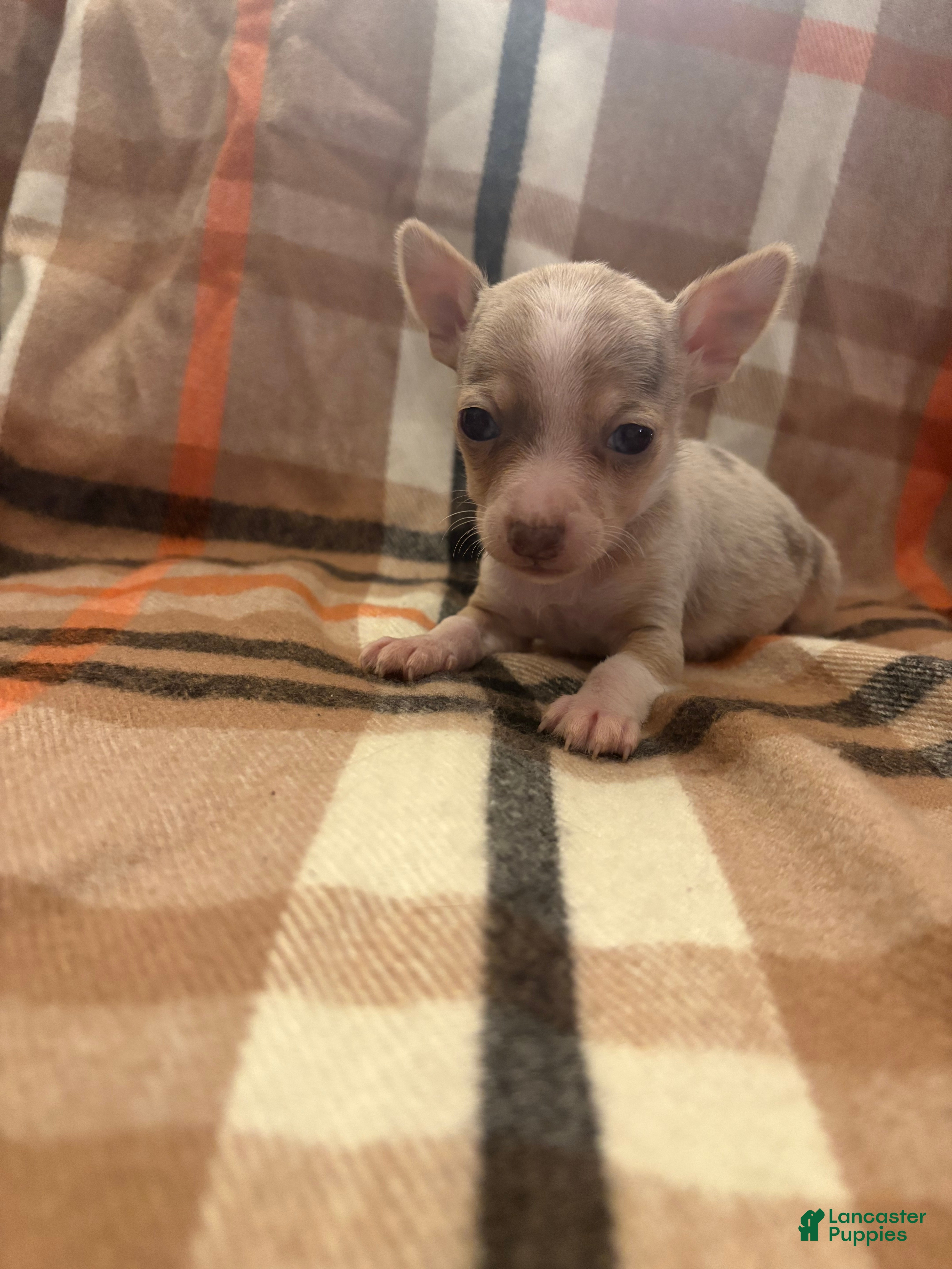 Chihuahua dogs for sale: Chihuahua Puppy 1 - Ad 2