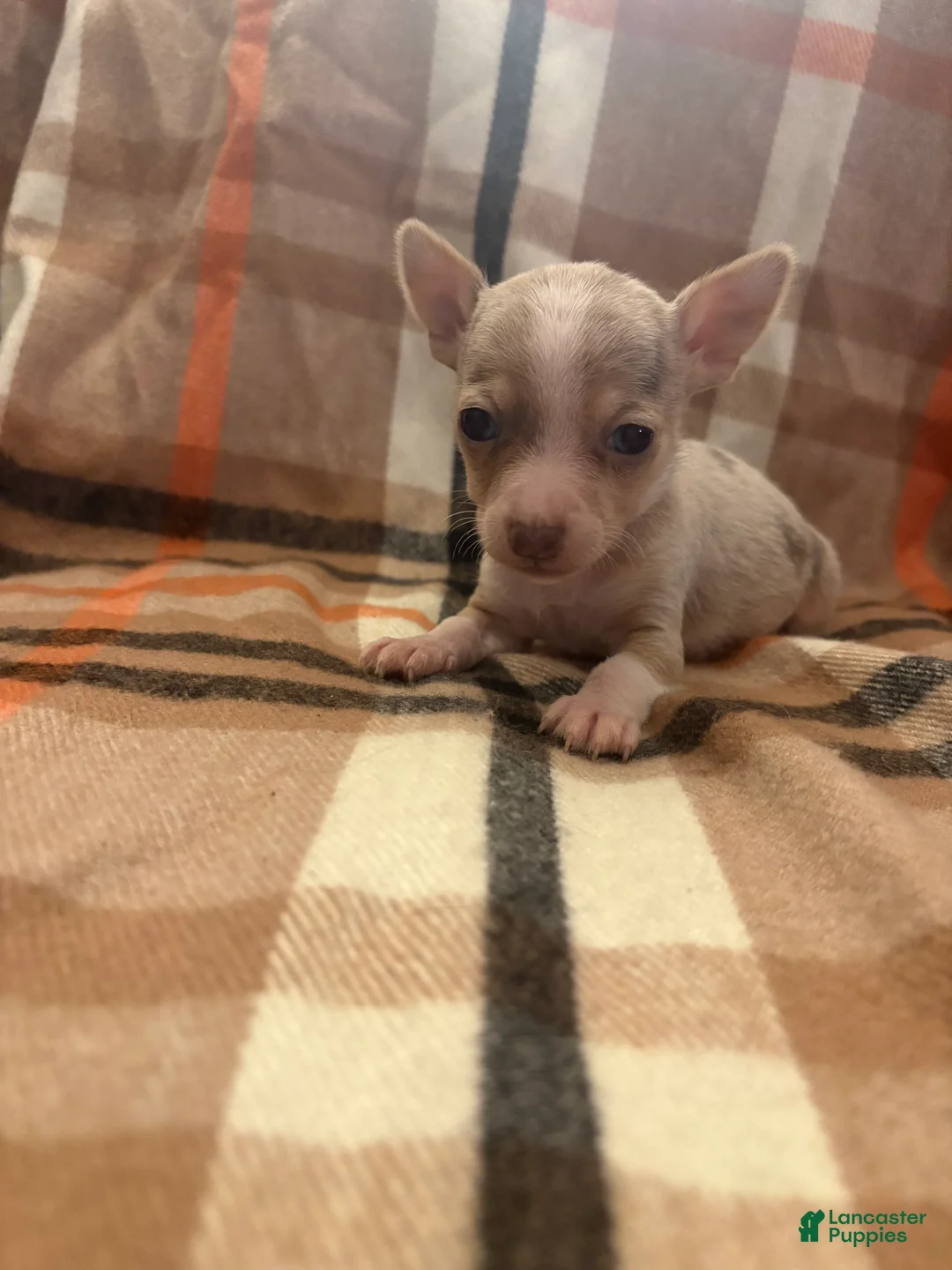 Chihuahua dogs for sale: Chihuahua Puppy 1 - Ad 1