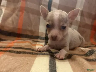 Chihuahua dogs for sale: Chihuahua Puppy 1 - Ad 2