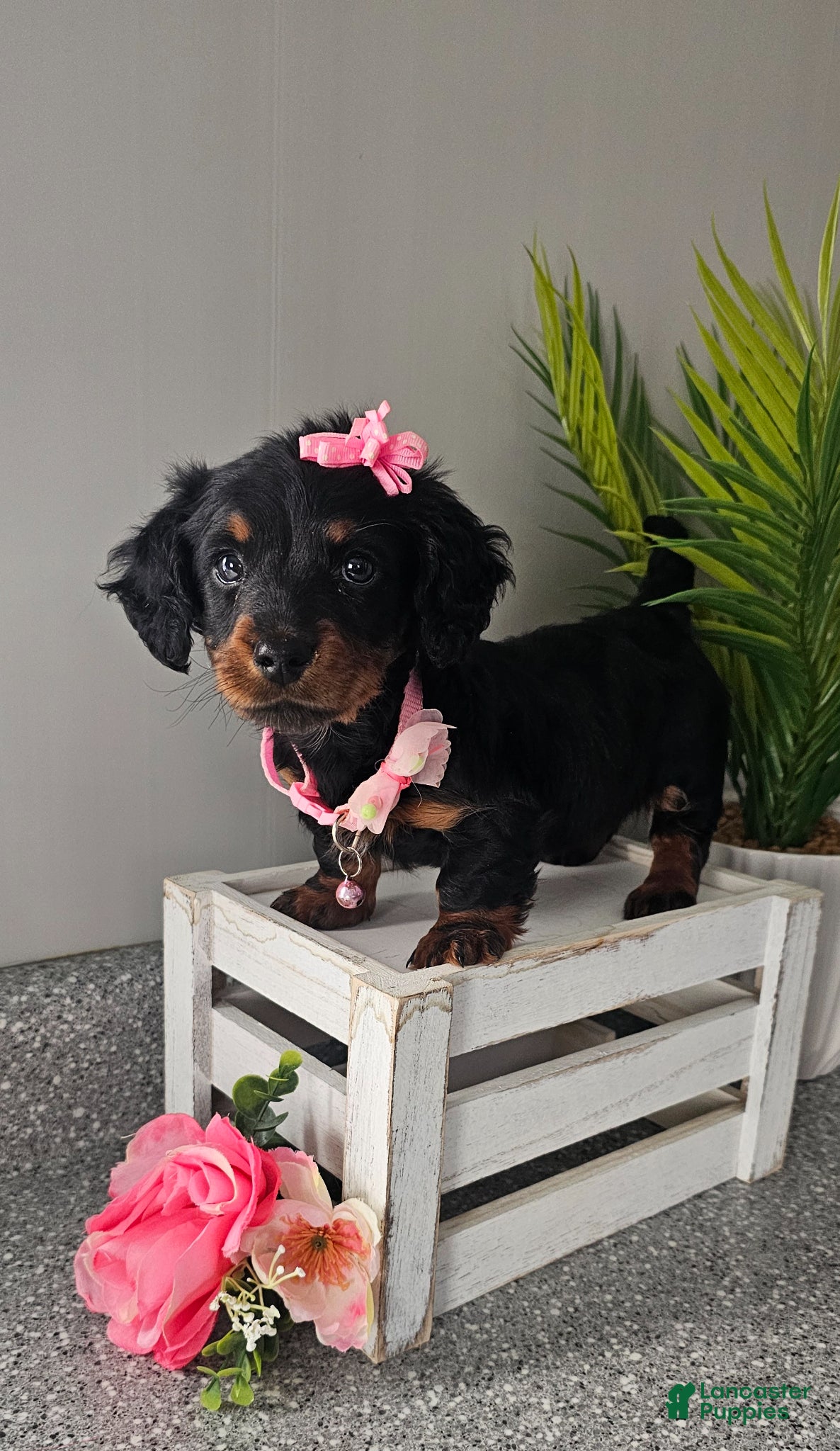 Miniature Dachshund dogs Lil Lady - Ad 1