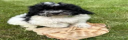 Havapoo dogs for sale: Ava  - Ad 2