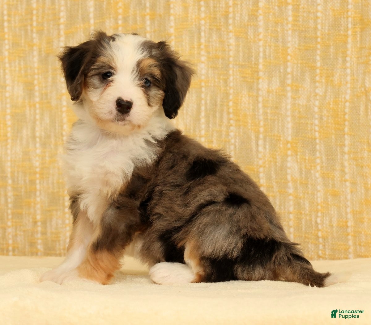 Mini Bernedoodle dogs Beauty - Ad 2