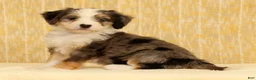 Mini Bernedoodle dogs for sale: Beauty - Ad 2