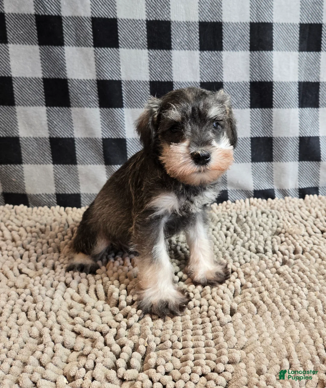 Miniature Schnauzer dogs for sale: Scout - Ad 5