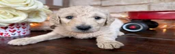 Labradoodle dogs for sale: Clove (Girl) - Ad 3