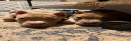 American Bully dogs for sale: American Bully 1 - Ad 8