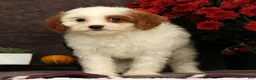 Cavapoo dogs for sale: Annabelle - Ad 3