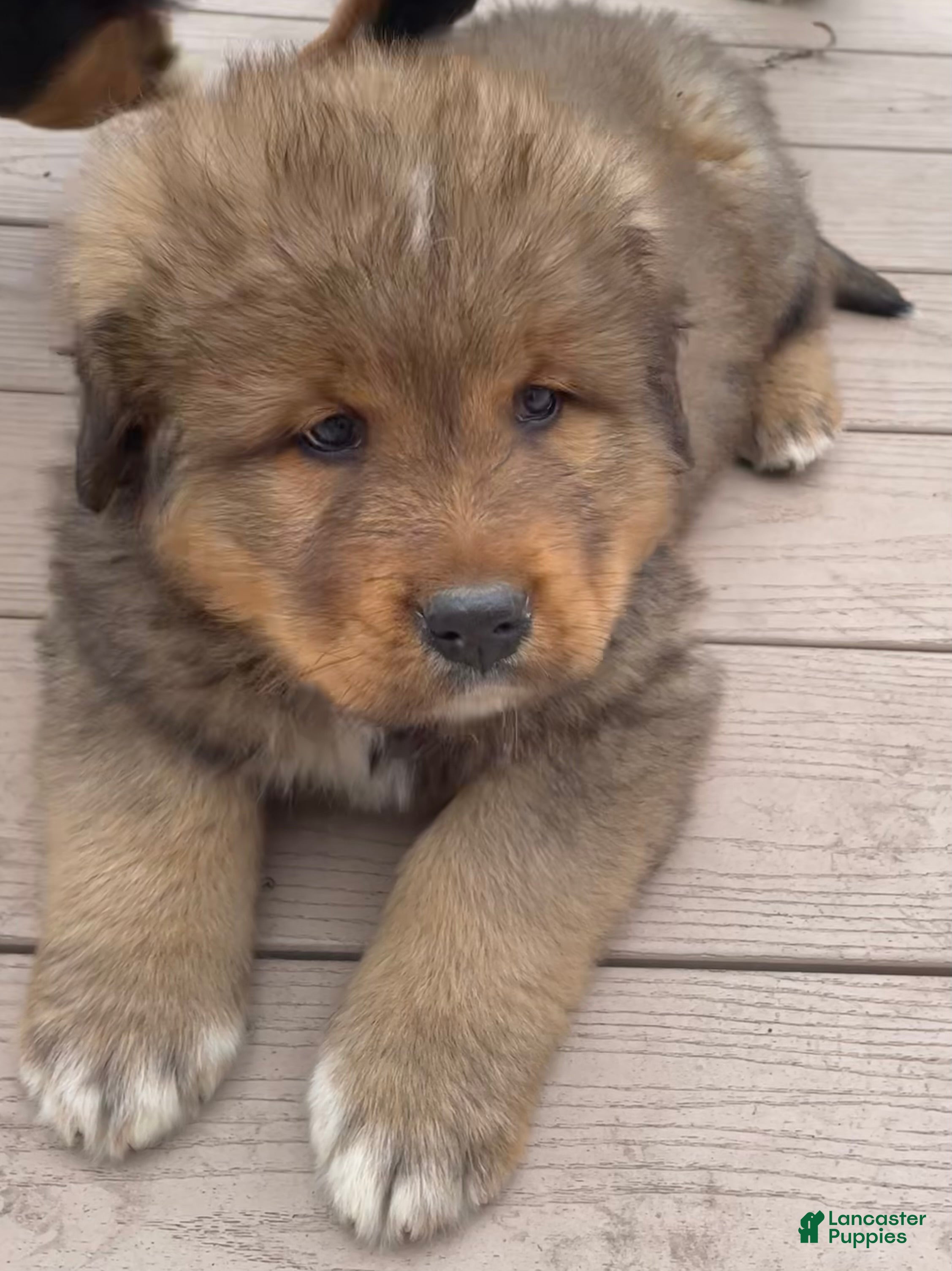 Mixed Breed dogs Tibetan Mastiff/Bernese Mountain Dog Male 1 - Ad 13