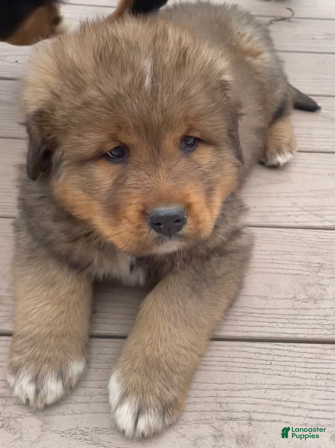 Mixed Breed dogs for sale: Tibetan Mastiff/Bernese Mountain Dog Male 1 - Ad 1