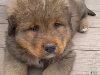 Mixed Breed dogs Tibetan Mastiff/Bernese Mountain Dog Male 1 - Ad 13