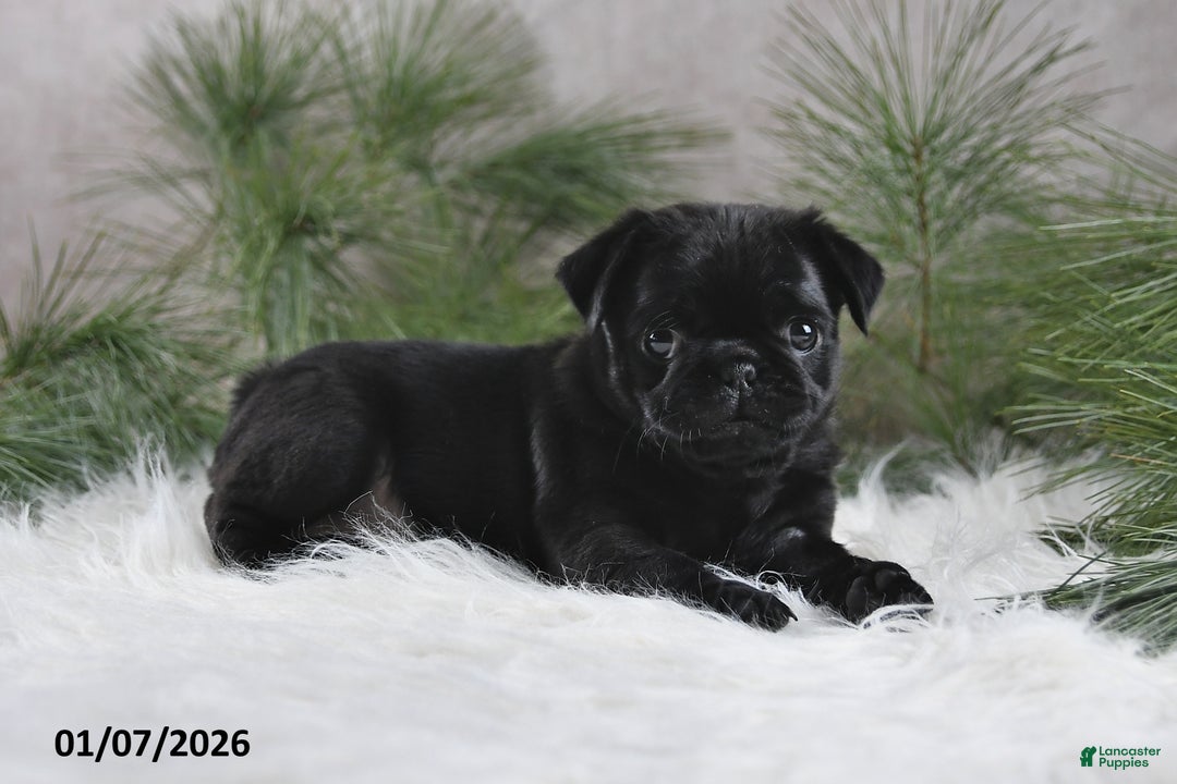 Pug dogs for sale: Blazer - Ad 3