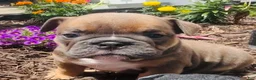 English Bulldog dogs for sale: Chewy  - Ad 8