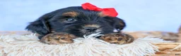 Shorkie dogs for sale: SAMMY - Ad 6