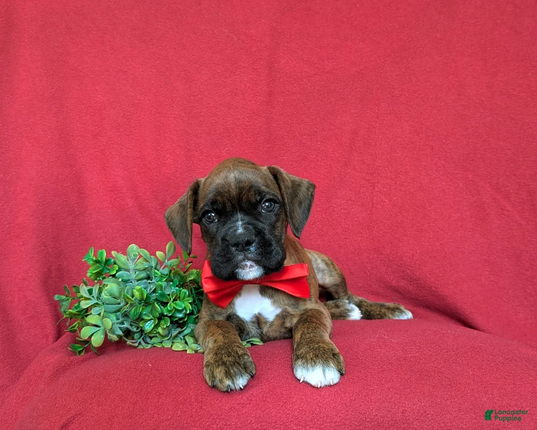 Boxer dogs for sale: Tyler - Ad 5
