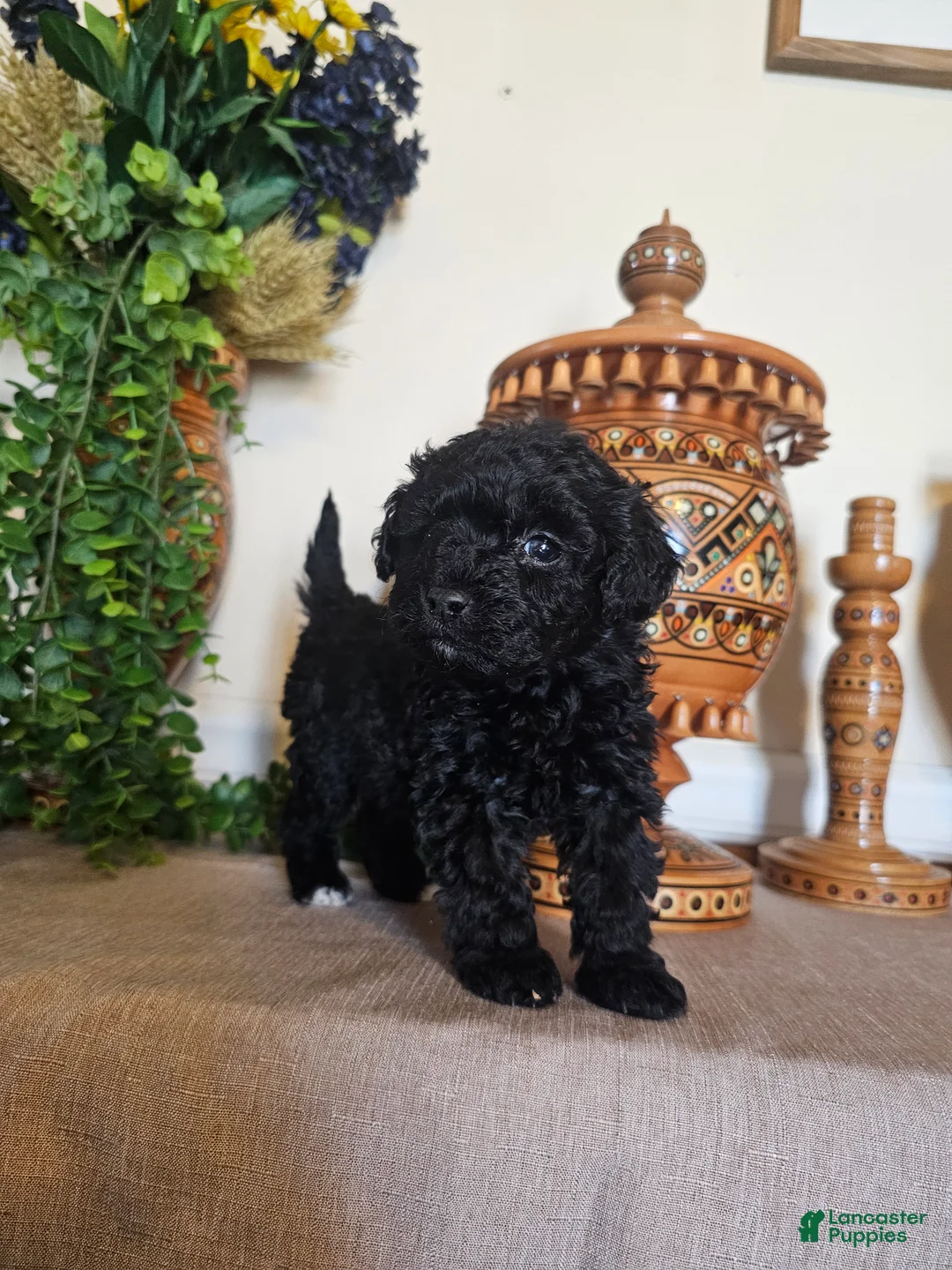 Mini Goldendoodle dogs for sale: Rosie - Ad 5