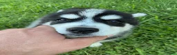 Pomsky dogs for sale: Pomsky 3 - Ad 2