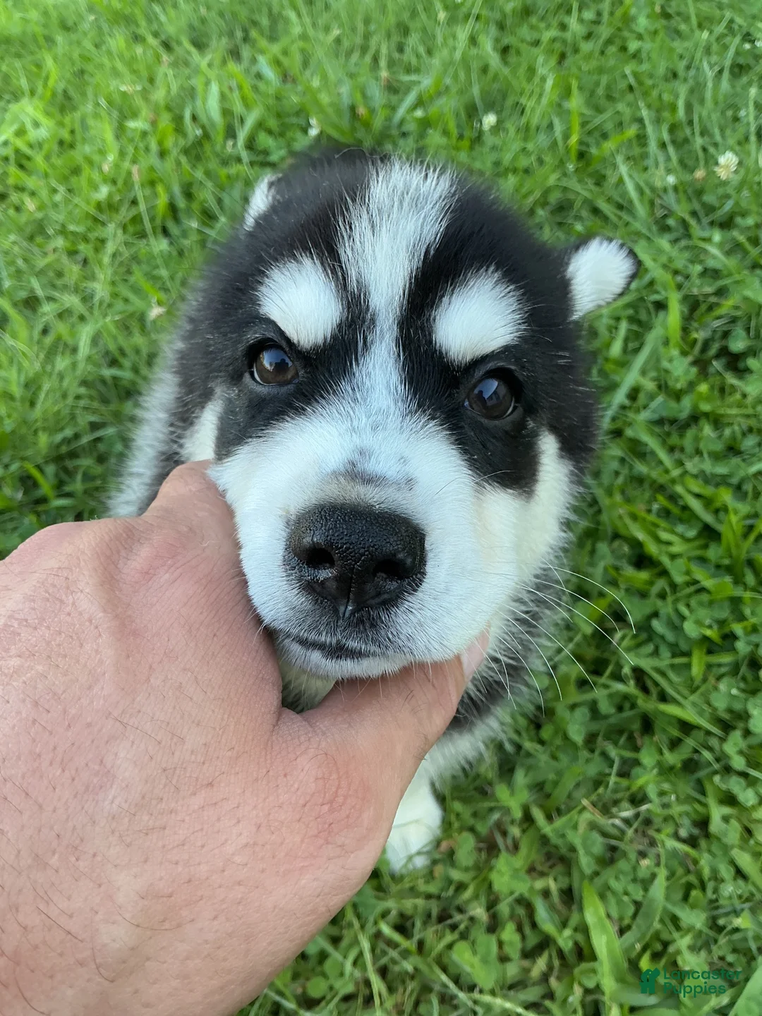 Pomsky dogs for sale: Pomsky 3 - Ad 2